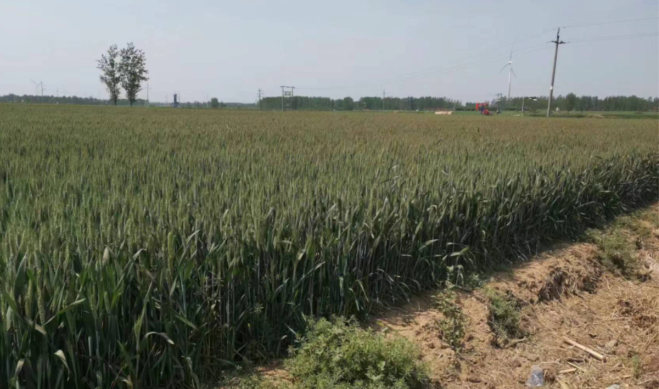 中聯(lián)收獲小麥機:有何魔力讓30年老機手著迷?(圖2) 中聯(lián)收獲小麥機:有何魔力讓30年老機手著迷?(圖2)