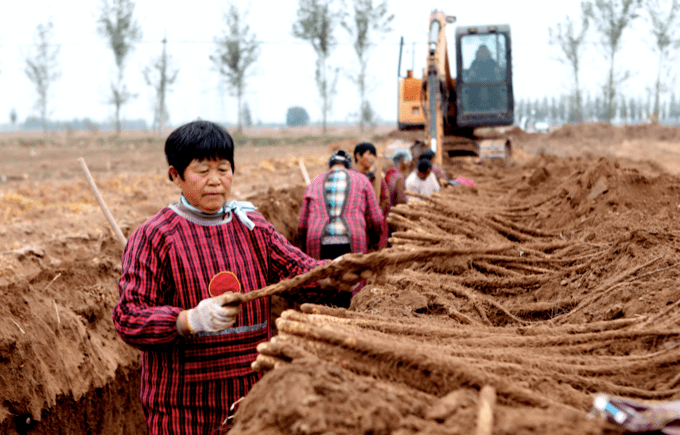 三十年老機(jī)手談選玉米收割機(jī)訣竅:回本快、服務(wù)好 (圖2) 三十年老機(jī)手談選玉米收割機(jī)訣竅:回本快、服務(wù)好 (圖2)